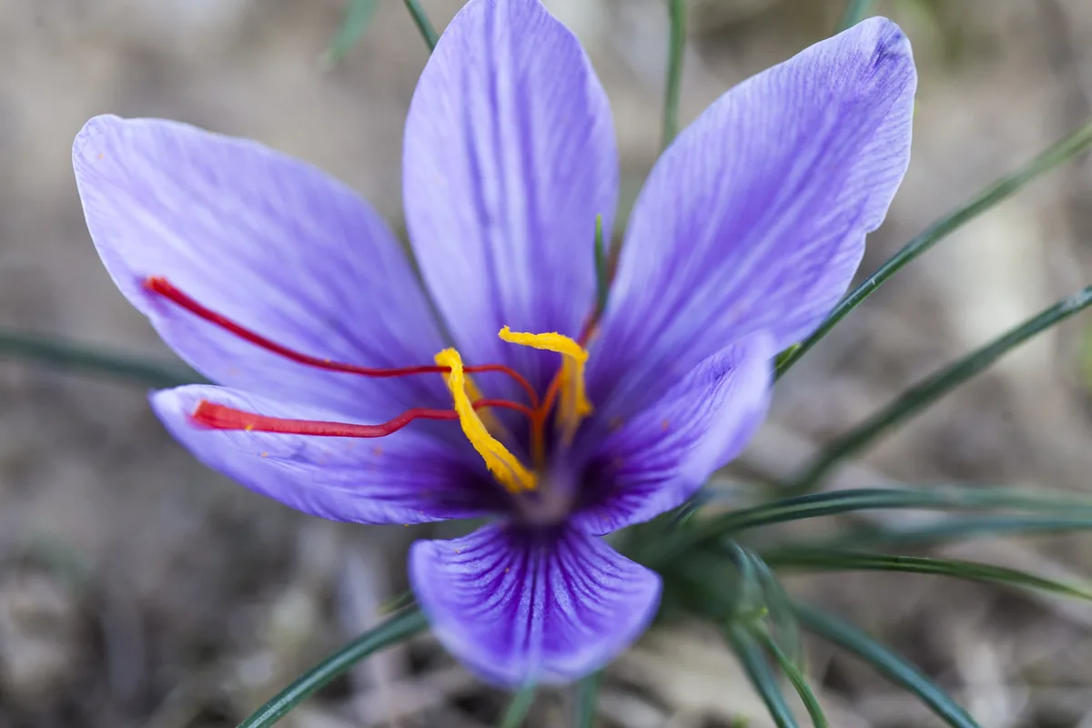 Flor de azafrán abierta con sus tres estigmas rojos y los estambres amarillos